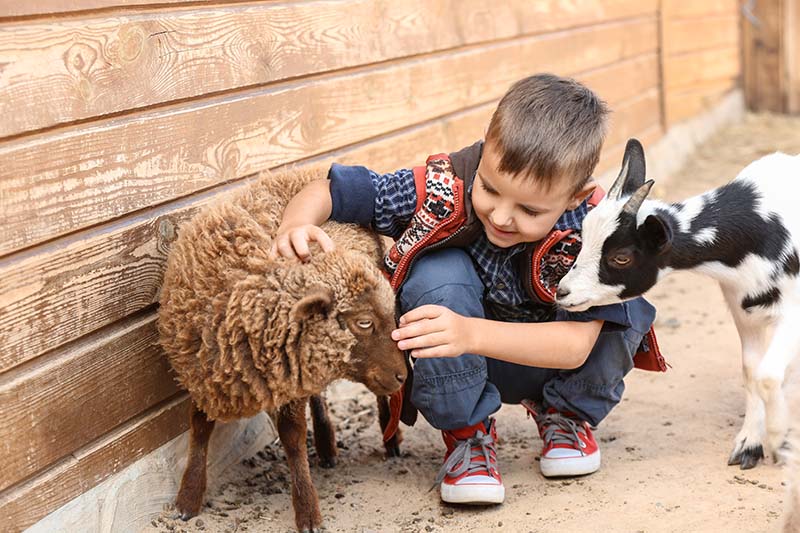 Boy petting a small sheep.