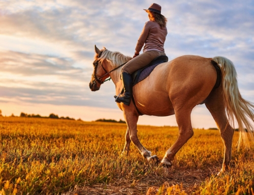 A Guide to Horseback Riding in Broken Bow